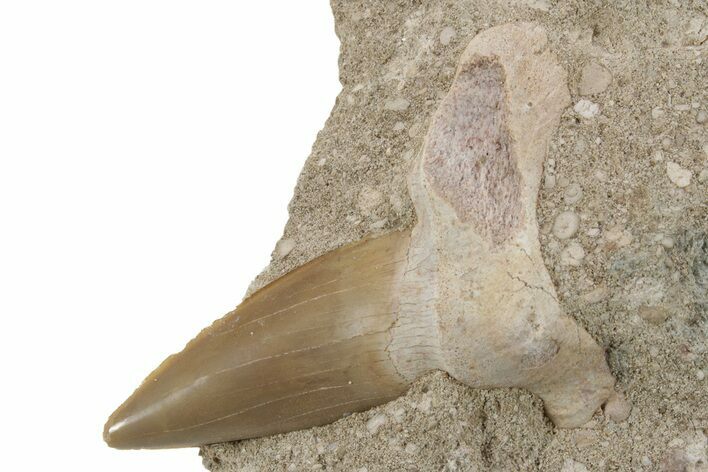 Otodus Shark Tooth Fossil in Rock - Morocco #230919